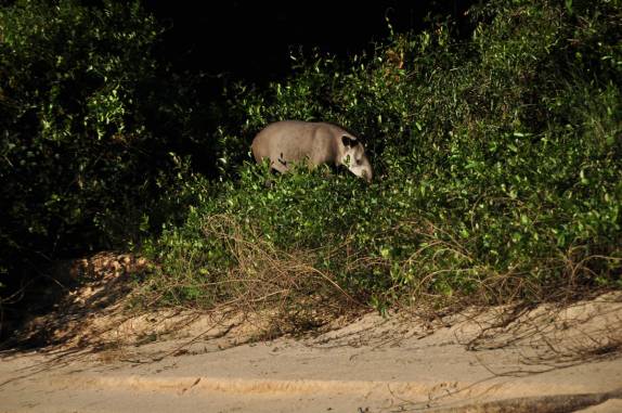 Encontro com uma enorme anta em praia no rio Cuiabá, região de Porto Jofre, no final da rodovia Transpantaneira, no Pantanal Norte, no Mato Grosso